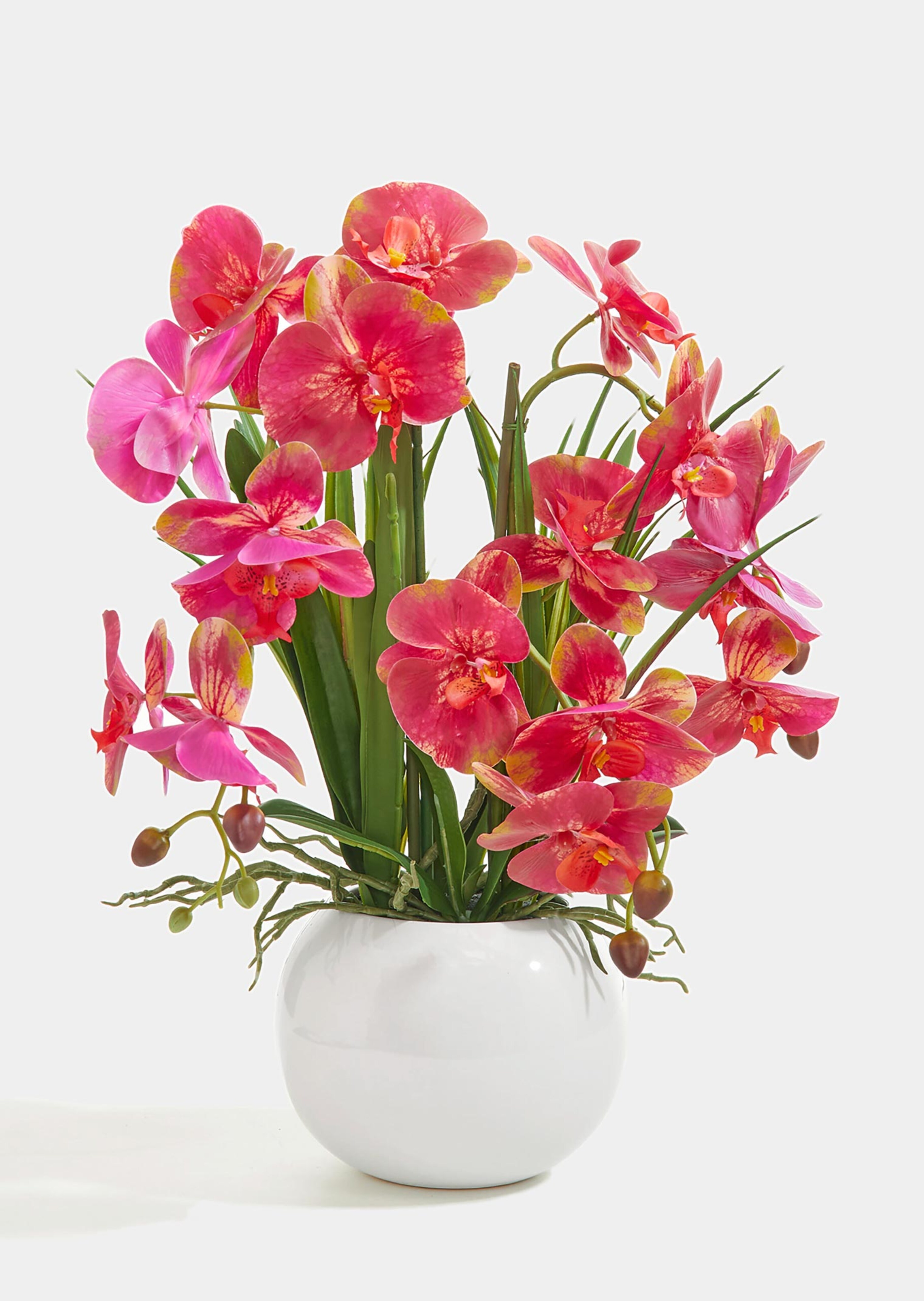 Vlinderorchidee